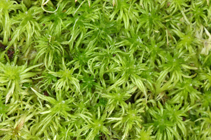 Sphagnum fimbriatum